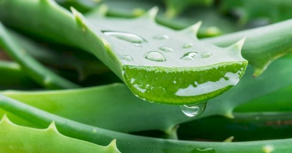 Berikut Manfaat Lidah Buaya, Salah Satunya Bisa Menghaluskan Kulit