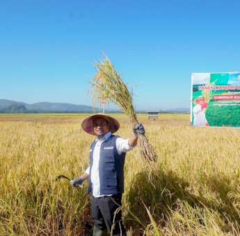 Andi Sudirman Berhasil Bawa Sulsel Surplus Beras 2,08 Juta Ton, Tertinggi se Indonesia