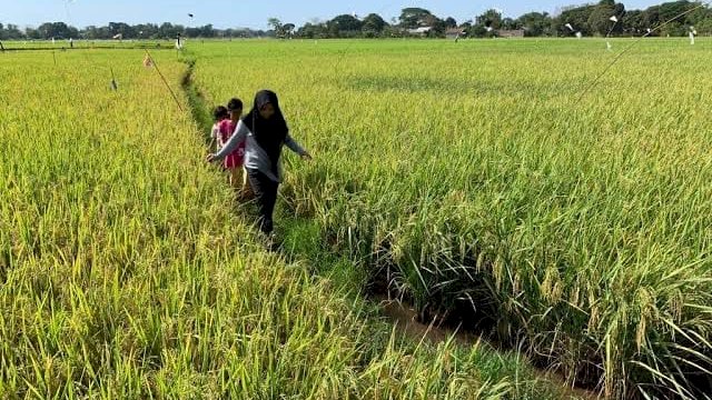 Di Era Andalan Ekonomi Sulsel Tumbuh Baik, Guru Besar : Berhasil Bangkit Pascacovid Itu Luar Biasa