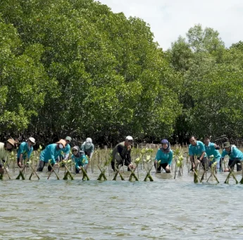 Aksi Lanjutan Carbon Offset Program, KALLA dan Nelayan Lokal Tanam Ribuan Bibit Mangrove di Pangkep