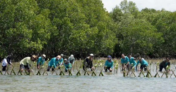 Aksi Lanjutan Carbon Offset Program, KALLA dan Nelayan Lokal Tanam Ribuan Bibit Mangrove di Pangkep