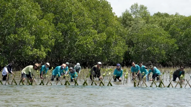 KALLA melaksanakan penanaman ribuan bibit pohon mangrove di Pangkep.