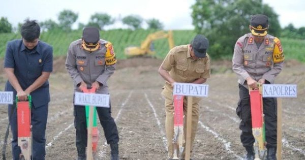 Bupati Andi Kaswadi Razak Bersama Forkopimda Soppeng Ikut Laksanakan Penanaman Jagung Serentak
