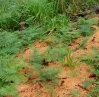 Ada Dugaan Pembalakan Liar di Malino, Bupati Gowa Adnan: Segera Tangani dan Beri Efek Jera