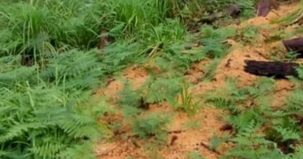 Ada Dugaan Pembalakan Liar di Malino, Bupati Gowa Adnan: Segera Tangani dan Beri Efek Jera