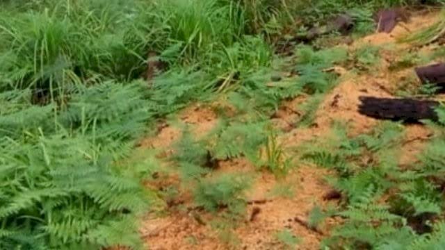 Ada Dugaan Pembalakan Liar di Malino, Bupati Gowa Adnan: Segera Tangani dan Beri Efek Jera