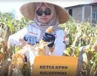Wujudkan Swasembada Pangan, Ketua DPRD Bulukumba Umy Asyiatun Hadiri Panen Raya Jagung