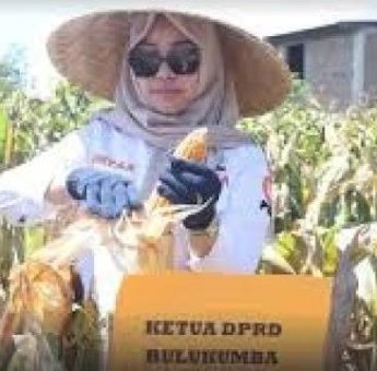 Wujudkan Swasembada Pangan, Ketua DPRD Bulukumba Umy Asyiatun Hadiri Panen Raya Jagung