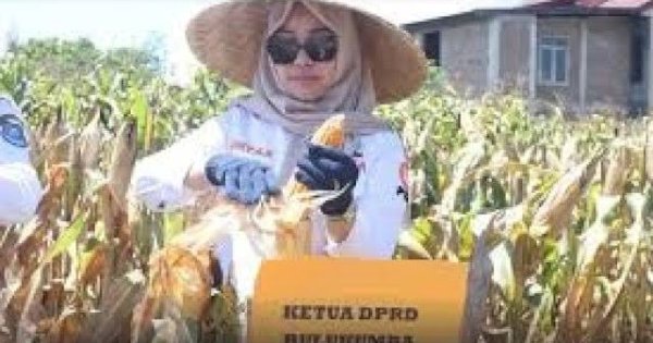 Wujudkan Swasembada Pangan, Ketua DPRD Bulukumba Umy Asyiatun Hadiri Panen Raya Jagung