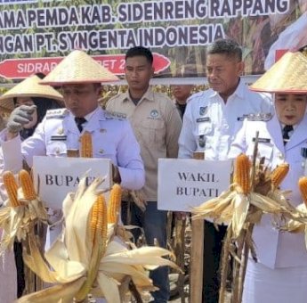 Panen Raya Jagung Bersama PT Syngenta Indonesia, Sambut Kedatangan Bupati dan Wabup Sidrap