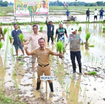 Bupati Bone Andi Asman Tanam Perdana Padi Seluas 130 Hektar di Awangpone