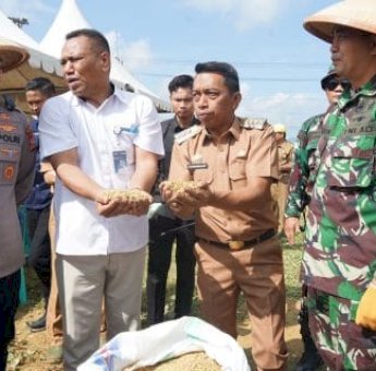 Bupati Sidrap Syaharuddin Alrif Dampingi Dirjen PSP Kementan Panen Padi di Allakuang