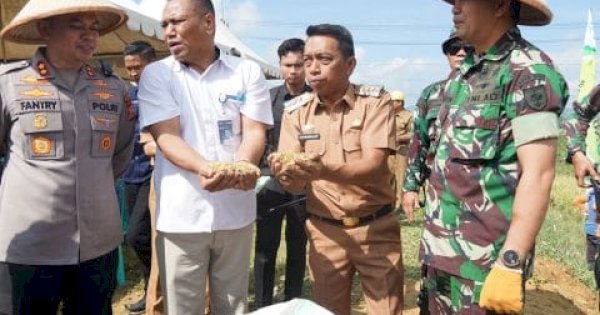 Bupati Sidrap Syaharuddin Alrif Dampingi Dirjen PSP Kementan Panen Padi di Allakuang
