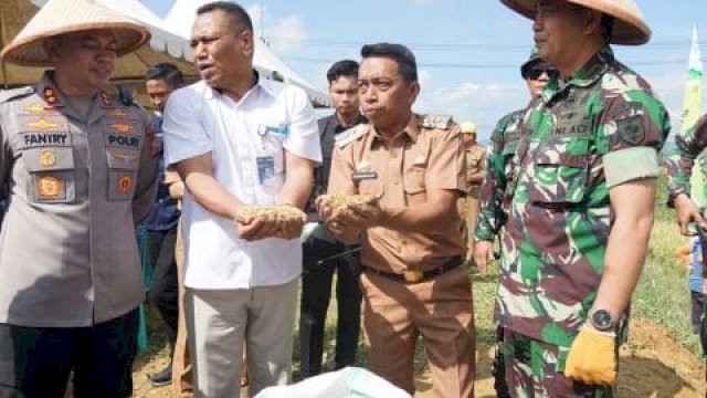 Panen Raya di Kabupaten Sidrap.