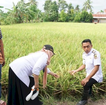 Syaharuddin Alrif Dorong Petani Sidrap Gunakan Pupuk Organik