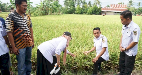 Syaharuddin Alrif Dorong Petani Sidrap Gunakan Pupuk Organik