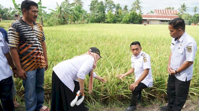 Bupati Sidrap dan wakil bupati Syaharuddin Alrif & Nurkanaah.