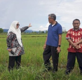 Wabup Lutim Puspa Tinjau Lahan Sawah yang Terserang Hama Tikus di Mahalona
