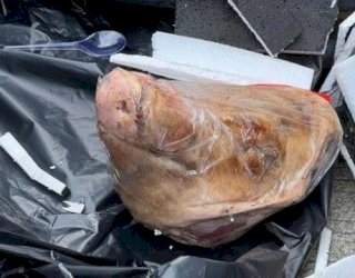 Bareskrim Bersama Polda Metro Olah TKP Dugaan Teror di Kantor Tempo, Dikirimi Kepala Babi hingga Bangkai Tikus