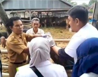 Jelang Idul Fitri 1446 H, Pemkab Wajo Lakukan Vaksinasi Hewan Ternak-Pastikan Tak Ada PMK