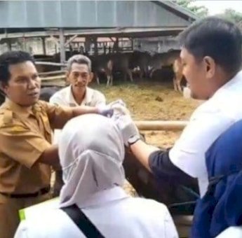 Jelang Idul Fitri 1446 H, Pemkab Wajo Lakukan Vaksinasi Hewan Ternak-Pastikan Tak Ada PMK