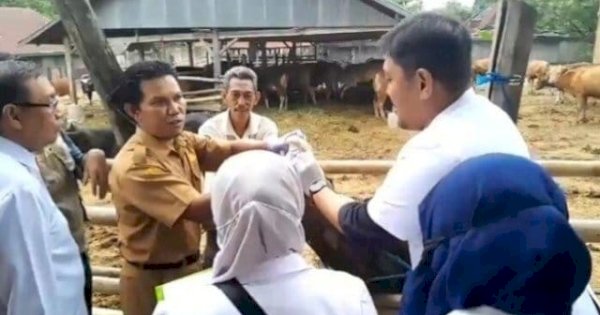 Jelang Idul Fitri 1446 H, Pemkab Wajo Lakukan Vaksinasi Hewan Ternak-Pastikan Tak Ada PMK