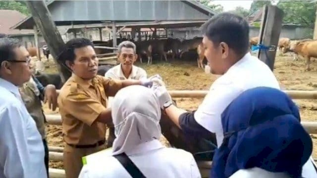 Pemkab Wajo Lakukan Vaksinasi Hewan Ternak.