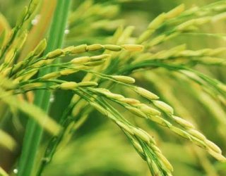 Pemprov Sulsel Siap Salurkan 5 Juta Kg Benih Gratis ke Petani