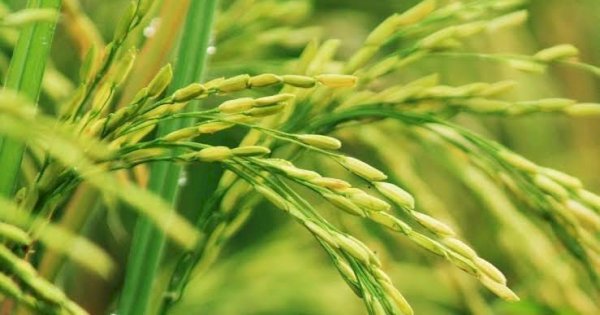 Pemprov Sulsel Siap Salurkan 5 Juta Kg Benih Gratis ke Petani