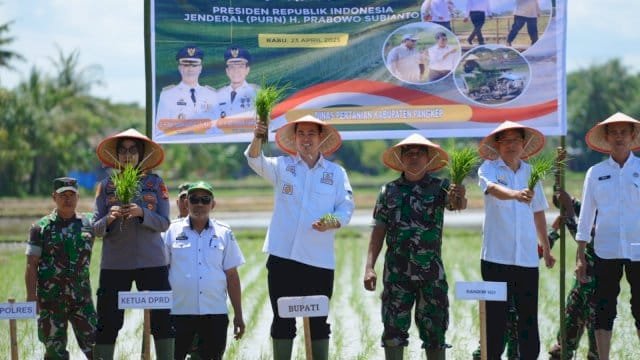 Bupati Pangkep Yusran Tanam padi.