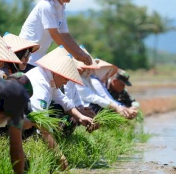 Musim Tanam Kedua di Pangkep Dimulai, Target Lahan 14 Ribu Hektar