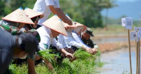 Musim Tanam Kedua di Pangkep Dimulai, Target Lahan 14 Ribu Hektar