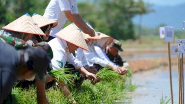 Bupati Pangkep Yusran Lalogau Tanam padi Serentak.