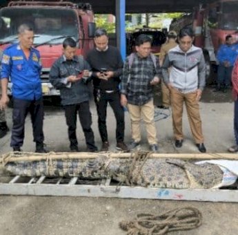 Masuk ke Sawah Warga, Buaya Ukuran Empat Meter Berhasil Diamankan Damkar Pangkep