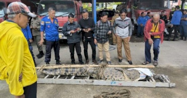 Masuk ke Sawah Warga, Buaya Ukuran Empat Meter Berhasil Diamankan Damkar Pangkep