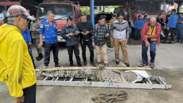 Buaya Ukuran Empat Meter Berhasil Diamankan Damkar Pangkep.