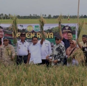 Dukung Swasembada Pangan, Bupati Bareng Fokopimda Sidrap Panen Raya Padi di Panca Lautang