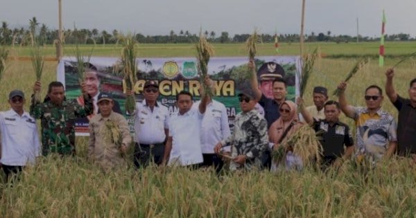 Dukung Swasembada Pangan, Bupati Bareng Fokopimda Sidrap Panen Raya Padi di Panca Lautang