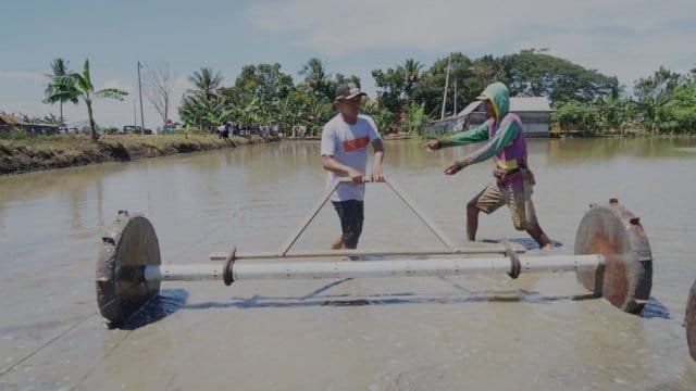 Bupati Sidenreng Rappang, H. Syaharuddin Alrif, turun langsung ke sawah di Desa Kanie, Kecamatan Maritengngae.