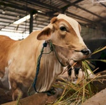 Pemkab Maros Pastikan Hewan Kurban Sehat dan Cukup Jelang Hari Raya Idul Adha 1446 H