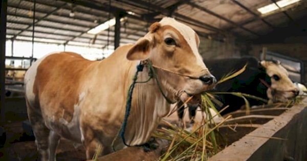 Pemkab Maros Pastikan Hewan Kurban Sehat dan Cukup Jelang Hari Raya Idul Adha 1446 H