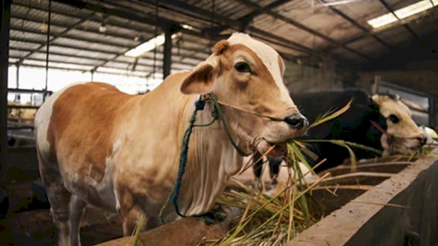 Ilustrasi Sapi.(F-INT)