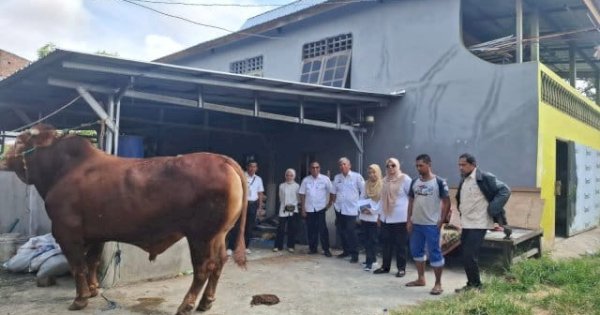Presiden Prabowo Serahkan Sapi Semental 1 Ton untuk Warga Sidrap, Harganya Capai Rp117 Juta