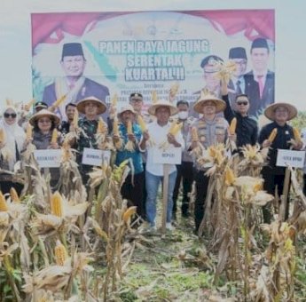 Fokopimda Sidrap Ikut Panen Raya Jagung Serentak Kuartal II Dipimpin Presiden Prabowo