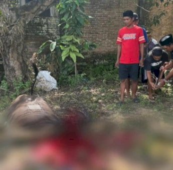 Idul Adha 2025, NasDem Sulsel Kurban 130 Ekor Sapi, Tersebar di 24 Kabupaten-Kota