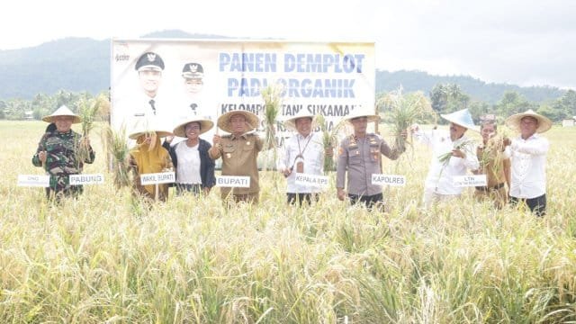 Bupati dan Wabup Lutim Panen Demplot Padi Organik di Karambua