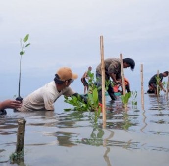 Jaga Masa Depan Pesisir, LAZ Hadji Kalla Dukung Penanaman 2.000 Mangrove di Majene