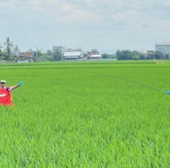 Cegah Hama Serang Padi, Bupati Sidrap Pimpin Penyemprotan Massal