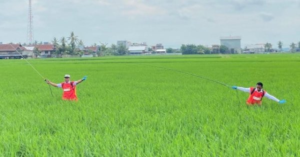 Cegah Hama Serang Padi, Bupati Sidrap Pimpin Penyemprotan Massal