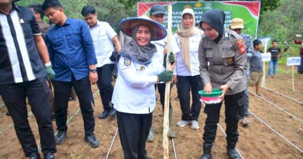 Bangga! Kabupaten Sinjai Terpilih Jadi Lokasi Strategis Program Jagung Nasional
